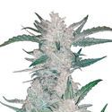 Mexican Airlines Auto (FastBuds) Feminiserede