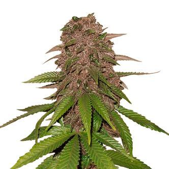 C4 Auto (FastBuds) feminiserede cannabisfr&oslash;