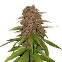 C4 Auto (FastBuds) Feminiserede