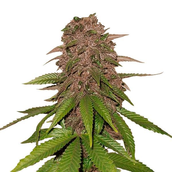 C4 Auto (FastBuds) Feminiserede