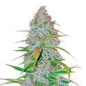 Californian Snow Auto (FastBuds) Feminiserede