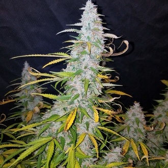 Californian Snow Auto (FastBuds) Feminiserede