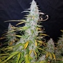 Californian Snow Auto (FastBuds) Feminiserede
