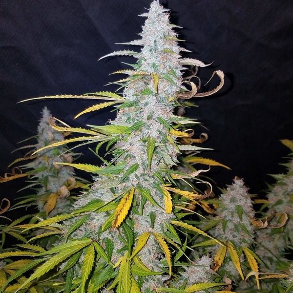 Californian Snow Auto (FastBuds) Feminiserede