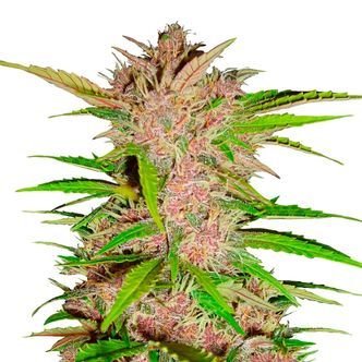 FastBerry Auto (FastBuds) feminiserede