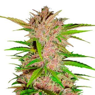 FastBerry Auto (FastBuds) Feminiserede