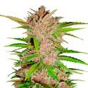 FastBerry Auto (FastBuds) Feminiserede