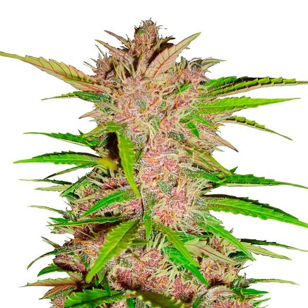 FastBerry Auto (FastBuds) Feminiserede