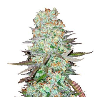 G14 Auto (FastBuds) Feminiserede