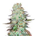 G14 Auto (FastBuds) Feminiserede