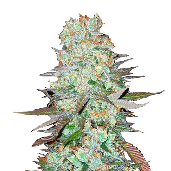 G14 Auto (FastBuds) Feminiserede