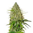 Grapefruit Auto (FastBuds) Feminiserede