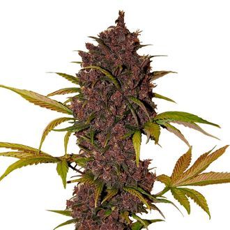 LSD-25 Auto (FastBuds) Feminiserede