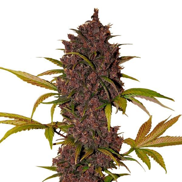 LSD-25 Auto (FastBuds) Feminiserede