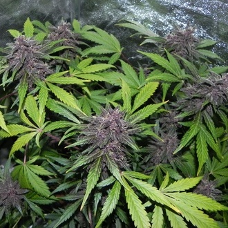 LSD-25 Auto (FastBuds) Feminiserede