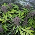 LSD-25 Auto (FastBuds) Feminiserede