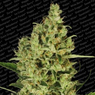 Delahaze (Paradise Seeds) feminiserede cannabisfr&oslash;