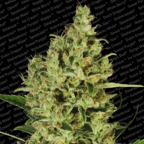 Delahaze (Paradise Seeds) Feminiserede