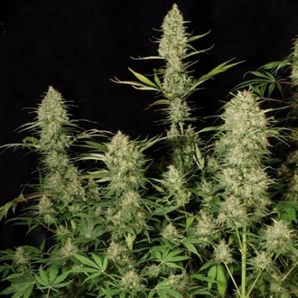 Delahaze (Paradise Seeds) Feminiserede