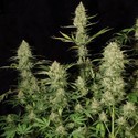 Delahaze (Paradise Seeds) Feminiserede