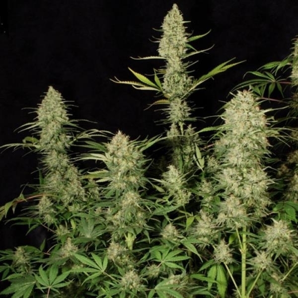 Delahaze (Paradise Seeds) Feminiserede