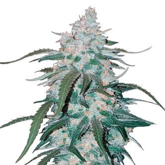 Pineapple Express Auto (FastBuds) feminiserede