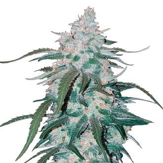 Pineapple Express Auto (FastBuds) Feminiserede