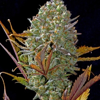 Pineapple Express Auto (FastBuds) Feminiserede