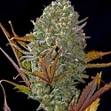 Pineapple Express Auto (FastBuds) Feminiserede