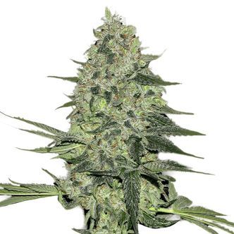 Rhino Ryder Auto (FastBuds) feminiserede