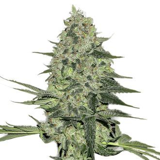 Rhino Ryder Auto (FastBuds) Feminiserede