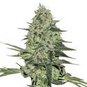 Rhino Ryder Auto (FastBuds) Feminiserede