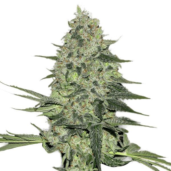 Rhino Ryder Auto (FastBuds) Feminiserede