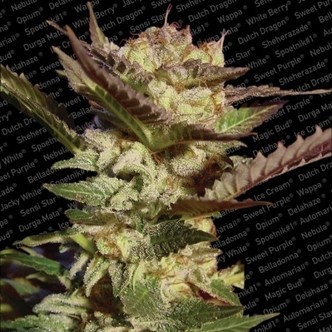 Durga Mata (Paradise Seeds) feminiserede cannabisfr&oslash;