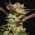 Durga Mata (Paradise Seeds) Feminiserede