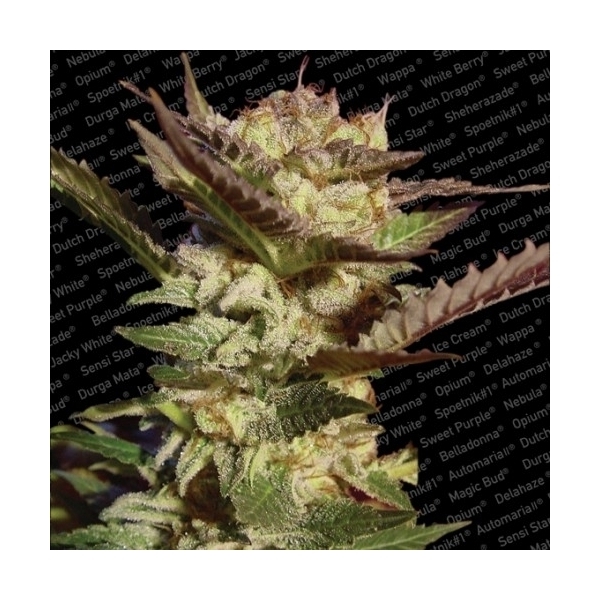 Durga Mata (Paradise Seeds) Feminiserede