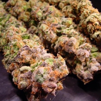 Durga Mata (Paradise Seeds) Feminiserede