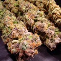 Durga Mata (Paradise Seeds) Feminiserede