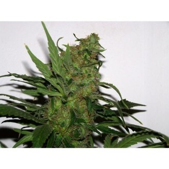 Durga Mata (Paradise Seeds) Feminiserede