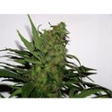 Durga Mata (Paradise Seeds) Feminiserede