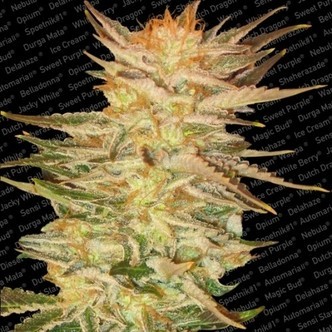 Ice Cream (Paradise Seeds) feminiseret