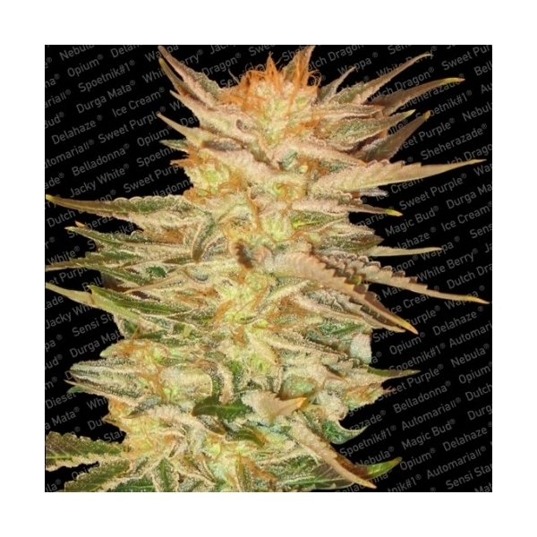 Ice Cream (Paradise Seeds) Feminiserede