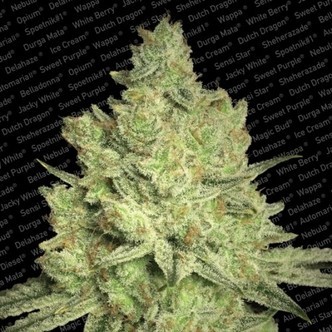 Jacky White (Paradise Seeds) feminiserede cannabisfr&oslash;