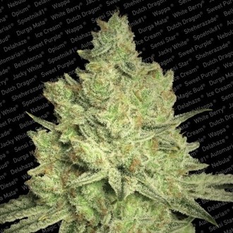 Jacky White (Paradise Seeds) Feminiserede