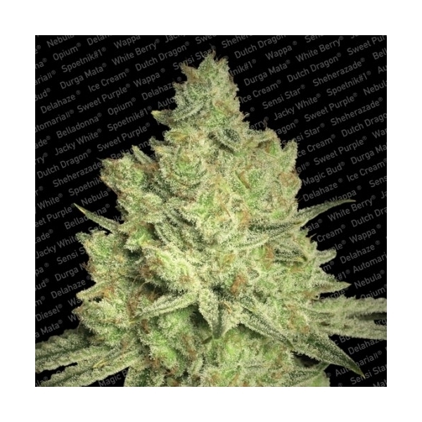 Jacky White (Paradise Seeds) Feminiserede