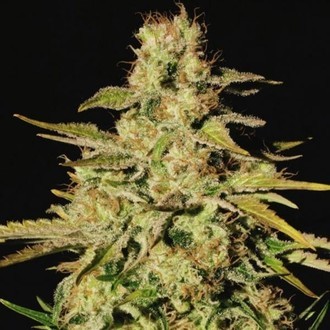 Jacky White (Paradise Seeds) Feminiserede