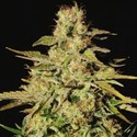 Jacky White (Paradise Seeds) Feminiserede