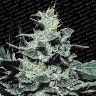 Nebula (Paradise Seeds) feminiserede cannabisfr&oslash;