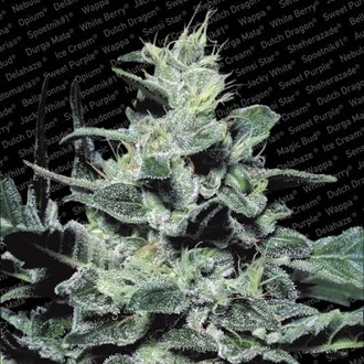 Nebula (Paradise Seeds) Feminiserede