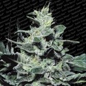Nebula (Paradise Seeds) Feminiserede